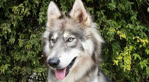 Are Malamute Dogs Part Wolf