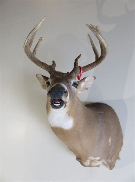 Whitetail Deer Shoulder Mount Dw 113 Mounts For Sale