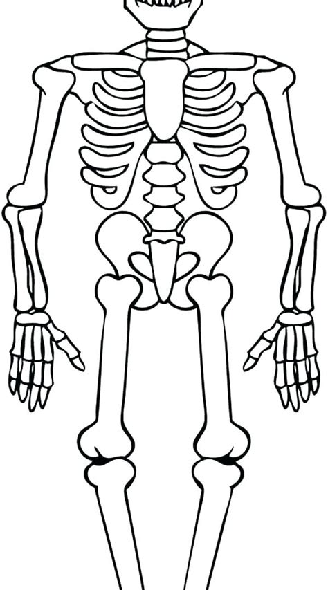 Human Skeleton Bones Worksheet Sketch Coloring Page