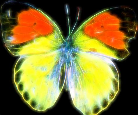 Neon Butterfly Photograph By Cathy Anderson Fine Art America