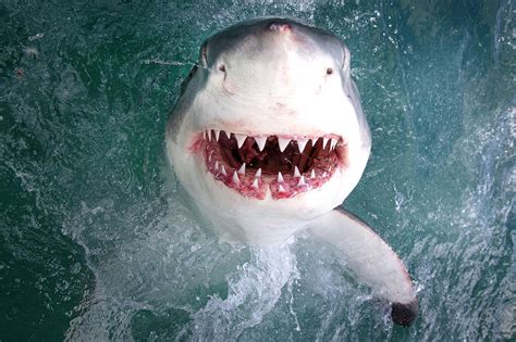 Smiling Great White Shark Flashes Teeth Inches From Camera