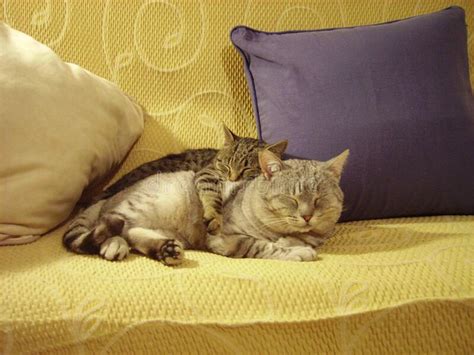 Breathtaking Shot Of Cats Sleeping And Hugging On A Sofa Stock Image