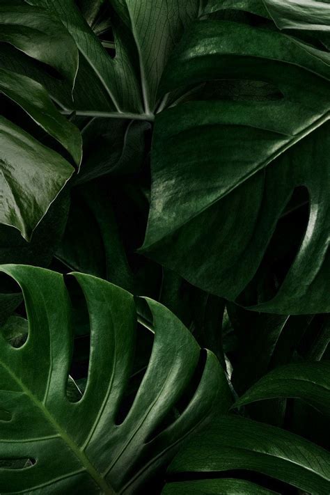 Monstera Leaves Wallpapers Wallpaper Cave