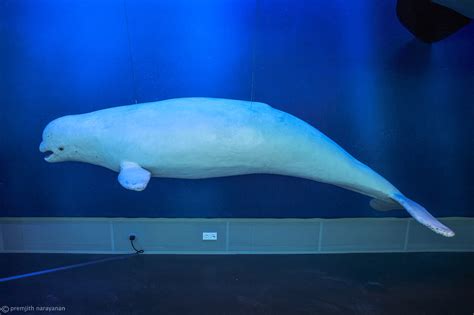 Life Size Gigantic Whales — Premjith Narayanan