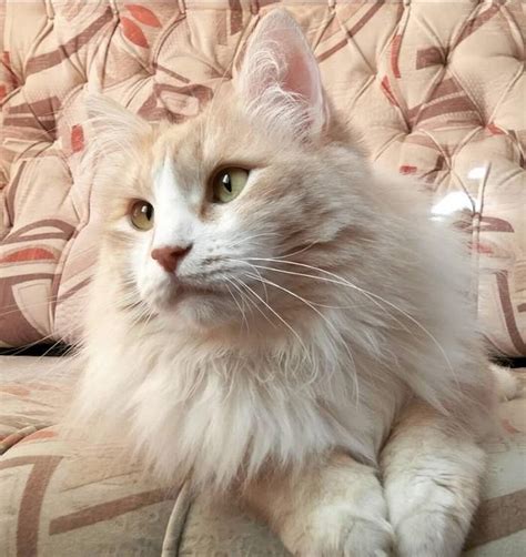 38 Best Cream Colored Cat Names Cat Aesthetic Cat Colors Cats And
