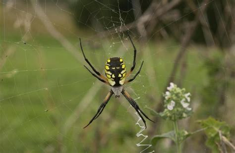 It actually does some good for your garden. Yellow Garden Spider Facts, Identification, & Pictures