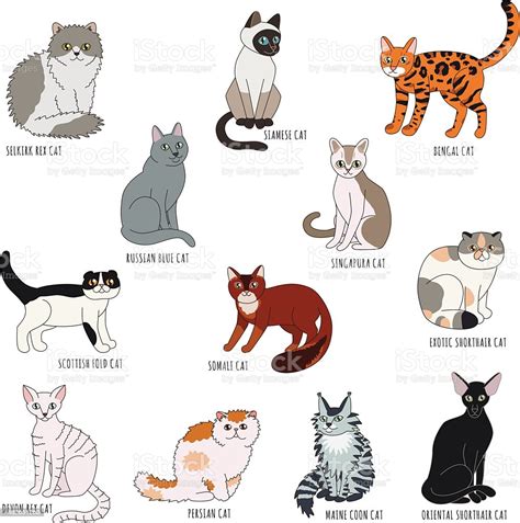 Cat Breeds Cartoon Style Vector Set Stock Illustration