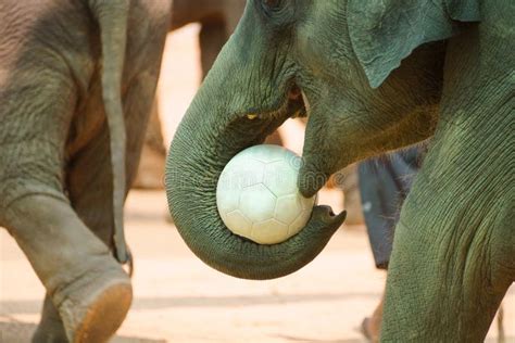 Elephant Balance Ball Stock Photos Free And Royalty Free Stock Photos