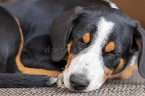 Close Up Of A Sleeping Dog Of The Entlebucher Mountain Dog Breed Stock