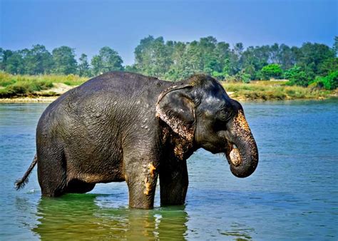 Elephant Lifespan How Long Do Elephants Live Reteti Elephant Sanctuary