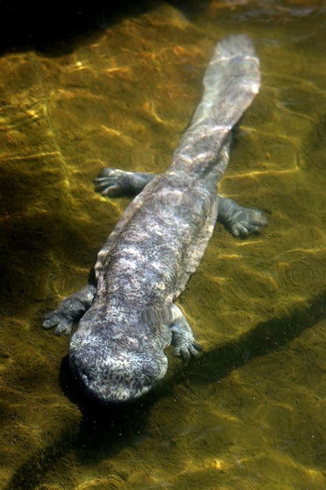 Chinese Giant Salamander Worlds Largest Amphibian Is On The Brink Of