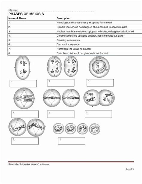 Introduction To Meiosis Worksheet Answer Key