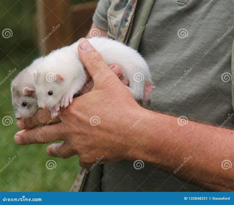 Two Tame Ferrets Stock Image Image Of Wildlife Ferret 132848251