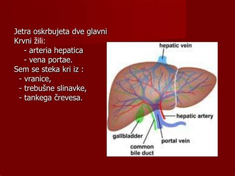Ppt Anatomija In Fiziologija Jeter Powerpoint Presentation Id5171830