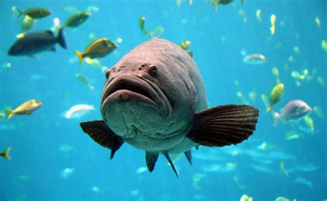 Ciguatera Toxin Stalks Florida Reef Fish Wgcu Pbs And Npr For Southwest