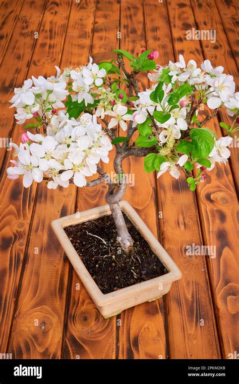 Apple Tree Bonsai Blossom Malus Stock Photo Alamy