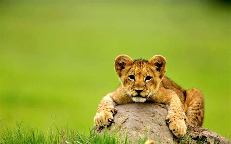 Free Download Cute Lion Baby Animal Wallpaper Hd Wallpapers Rocks