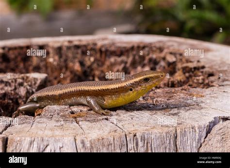 Common Garden Skink On Top Of The Stump Wood To Warm Their Blood Stock