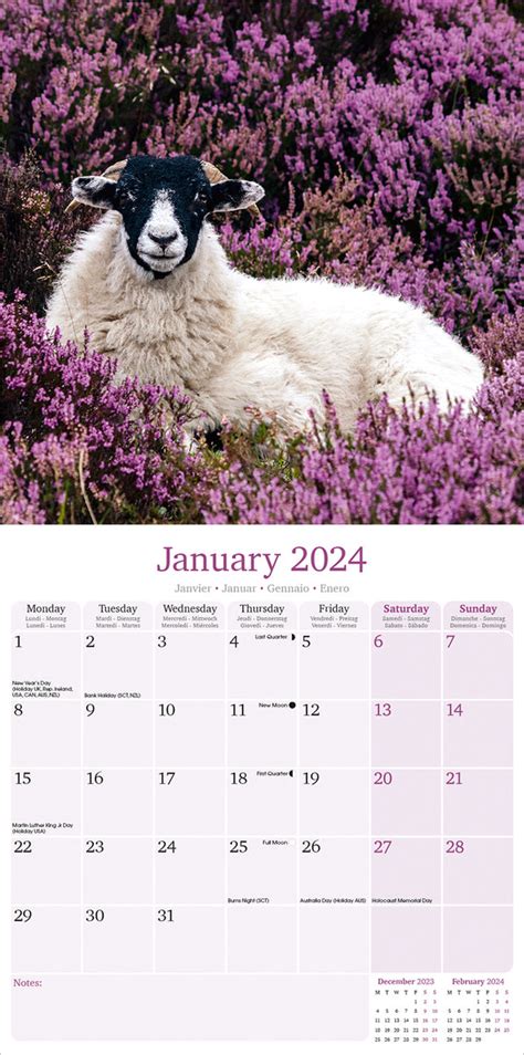Sheep Calendar 2024 Avonside Publishing Ltd