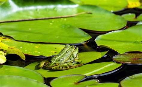 Green Frog On Lily Pad · Free Stock Photo