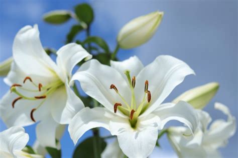 How To Care For Your Easter Lily Taste Of Home