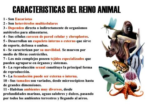 Características De Los Animales