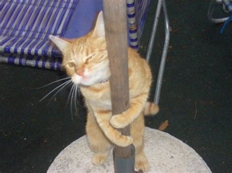 Top 10 Funny Images Of Pole Dancing Cats