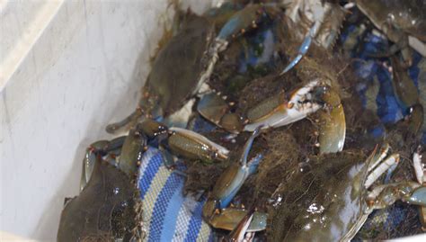 How To Catch And Cook Blue Crabs My Fishing Cape Cod