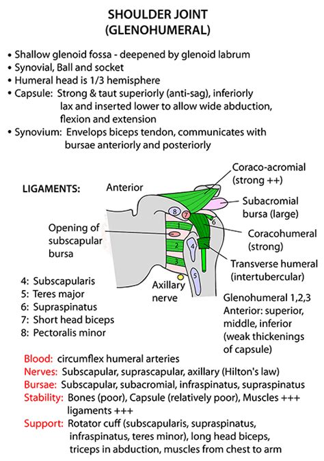 Instant Anatomy Upper Limb Joints Shoulder Ligaments
