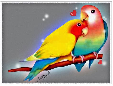 Love Birds Wallpaper For Computer Background Free Wallpapers 7 Real