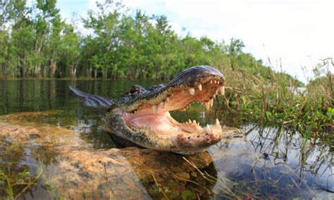 How Many Alligators Live In Lake Worth In North Texas