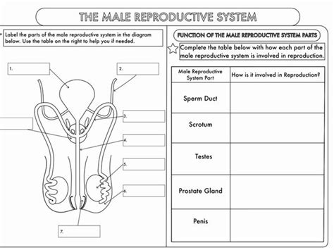 50 The Female Reproductive System Worksheet In 2020 Reproductive