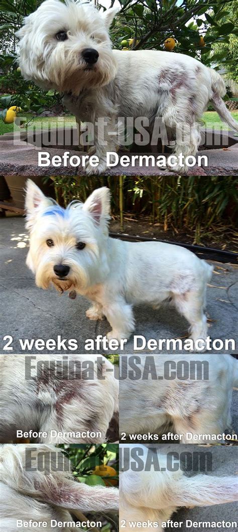 Dermacton Reviews Equinat Itchy Dog Dog Skin Itchy Dog Skin
