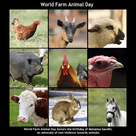 Dietitians Online Blog World Farm Animal Day And Vegetarian Awareness