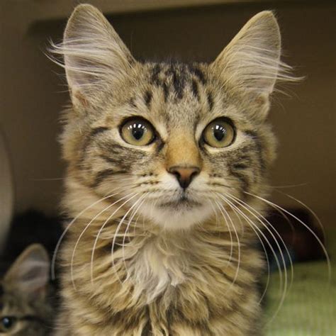 Adopted Tim Is A 3 Month Old Neutered Male Tiger Striped Domestic