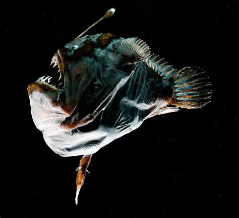 Anglerfish Mating Male Facts Ark Pictures Size