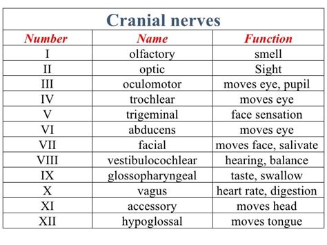 Nerves