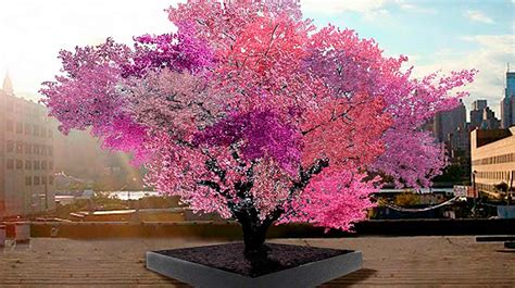 This Amazing Tree Grows Over 40 Different Kinds Of Fruit