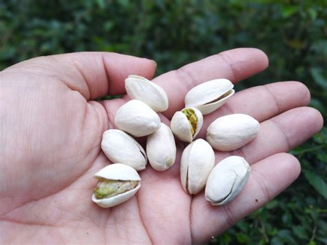 10 Manfaat Kacang Pistachio Untuk Kesehatan Anda