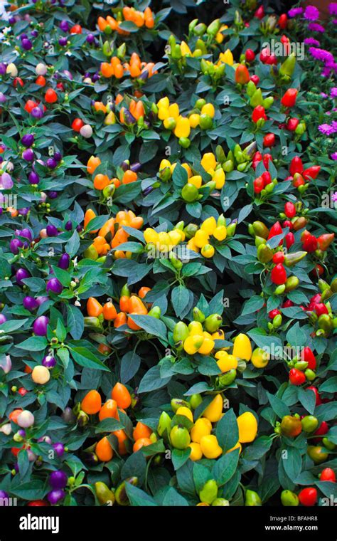 Ornamental Peppers Hi Res Stock Photography And Images Alamy