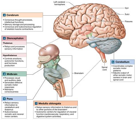 The Brain Develops Four Major Regions The Cerebrum Cerebellum