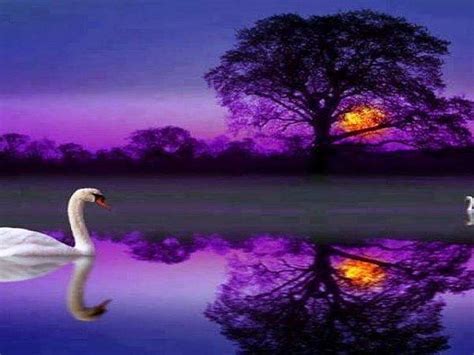 Free Download Purple Evening Sunset Tree Swan Lake Hd Wallpaper