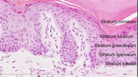Histology Of The Skin Youtube