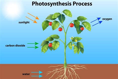 15 unbelievable facts about photosynthesis