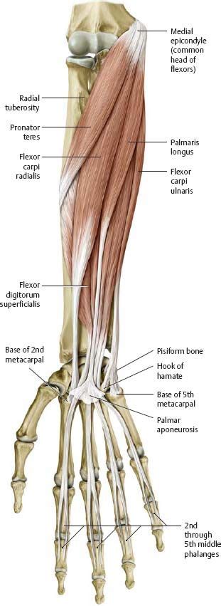 Elbow Forearm Atlas Of Anatomy Body Anatomy Anatomy Education