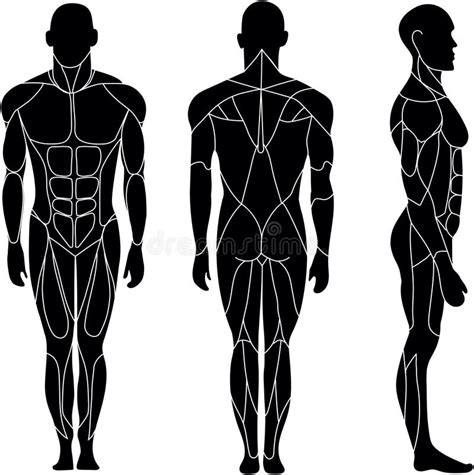 Human Body Outline Side View