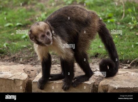Golden Bellied Capuchin Sapajus Xanthosternos Also Known As The