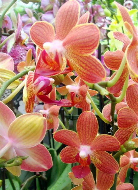 ʜᴀᴅᴀᴄᴀʀᴏʟɪɴᴀ Orchids Flowers Plants