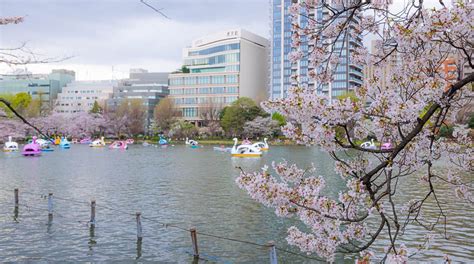 What You Should Know About Ueno Park