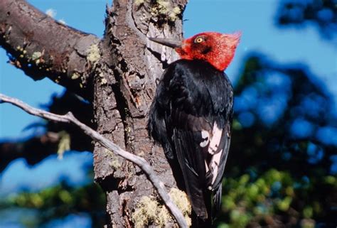 Birdwatching In El Chaltén Walk Patagonia Tourist Service Provider